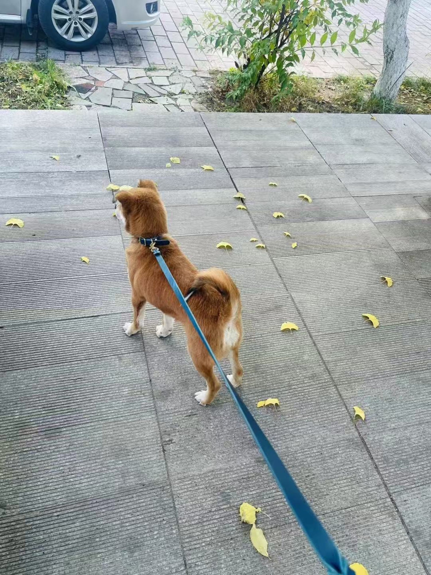 TwistLuxe™  Color Edition