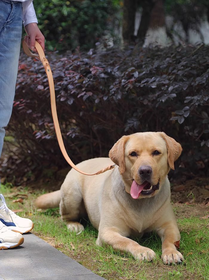 Pattern Leash - Petscabinet