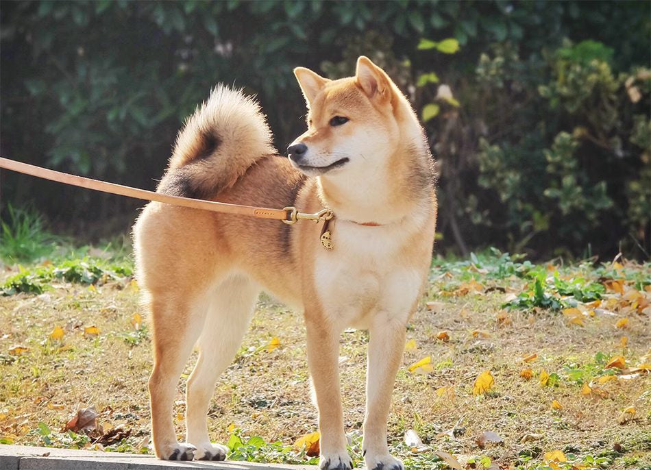 Classic Leather Leash™