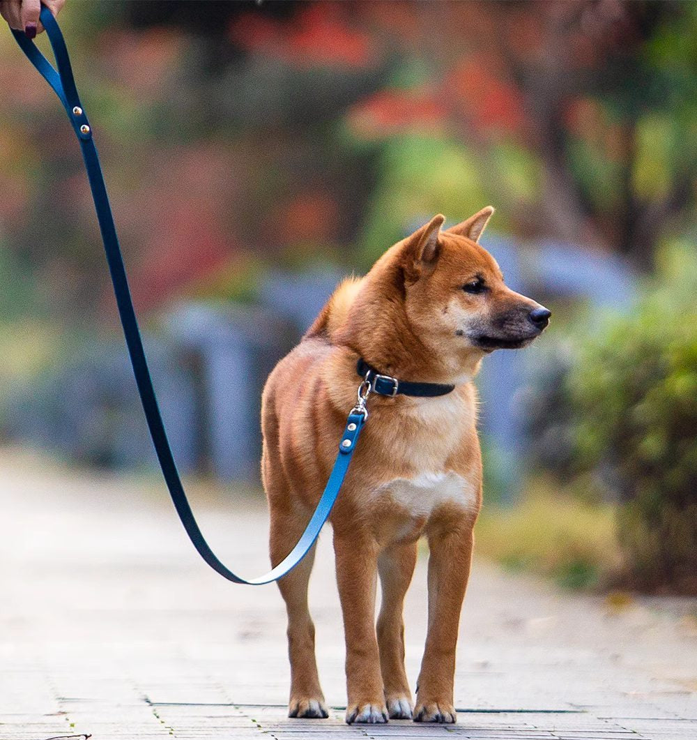 Harmony™ Leash