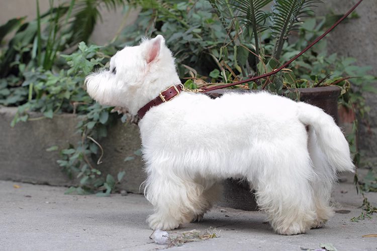 Ratafia™  Leash